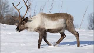 Grandma Got Run Over by a Reindeer Piano Cover