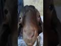 Bakra For Sale ZN Goats House