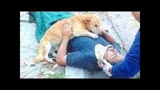 「面白い動物」あり得ないことをする犬, 猫・おもしろ犬, 猫のハプニング, 失敗集 #515