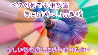 ベタに限りません！おすすめのフィルターは？【ベタの何でも相談室】 20200318