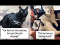 Hilarious Cats With Jobs