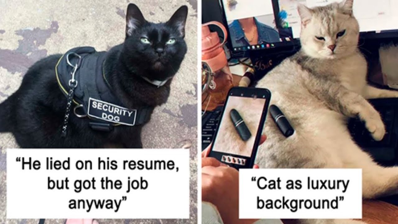 Hilarious Cats With Jobs Memes Time YouTube