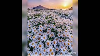 Həzin Musiqi.status Üçün Video