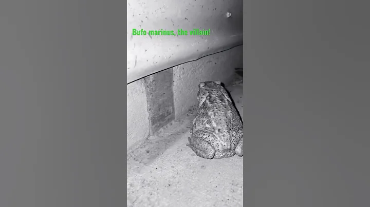 Cane Toad’s Friday Night!