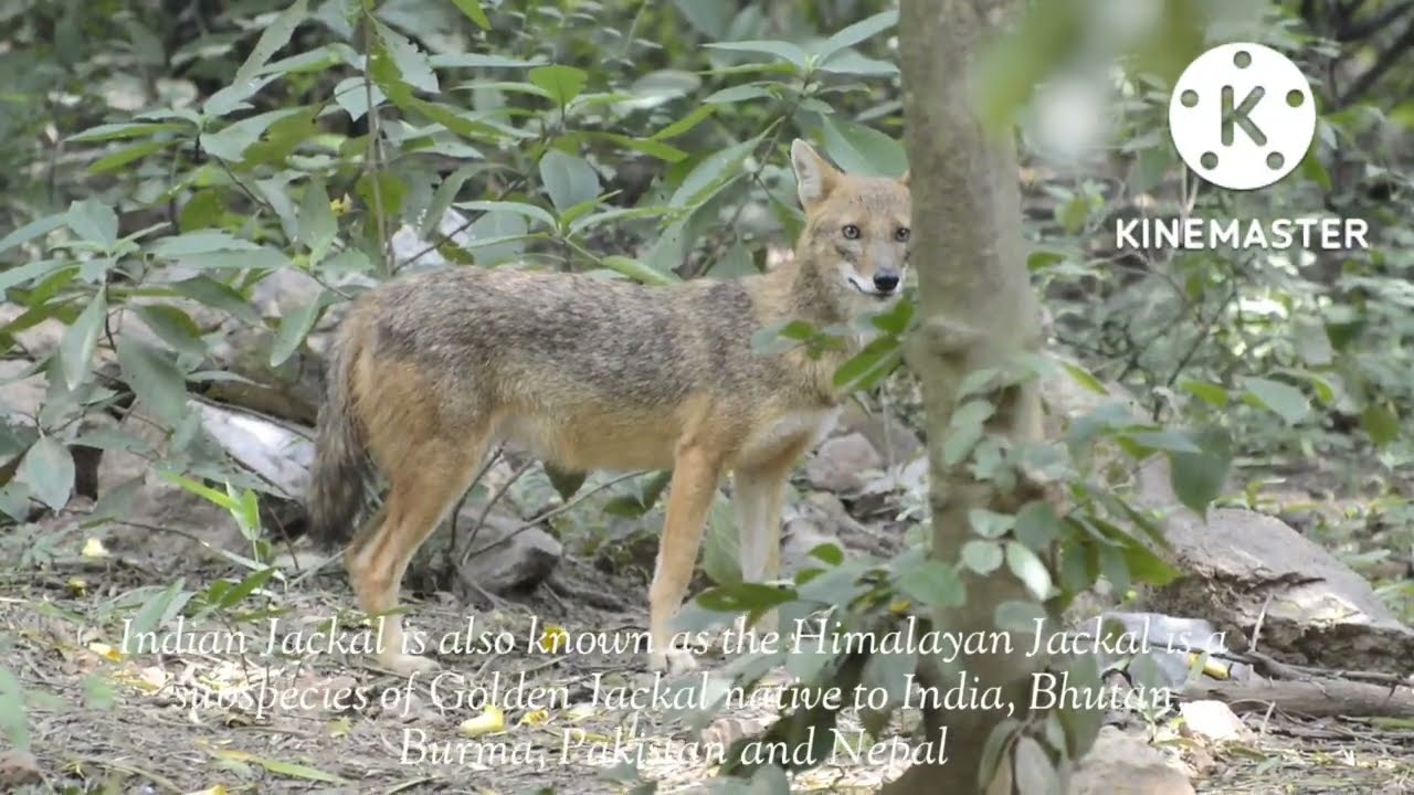 Indian Jackal living with the people/ Wildlife in City Forest/South Delhi/ by Foody Forest