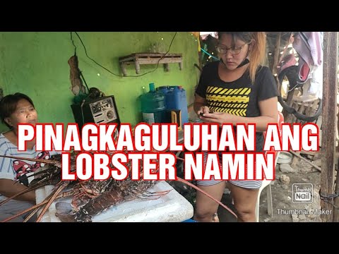 Video: Bakit pula ang karne ng lobster?