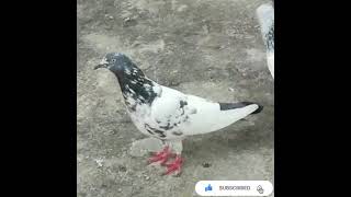 Pakrii  Hoii Madii Ka Shook Karin||Qasim Nawaz Pigeons