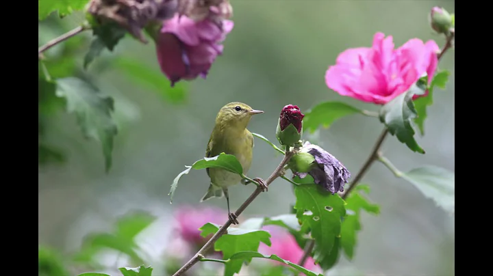 Birds & Plants, a film by Debbie Becker, BirdingAr...