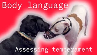 Body language and assessing temperament. by Jason Harris Dog Training 1,167 views 4 months ago 29 minutes