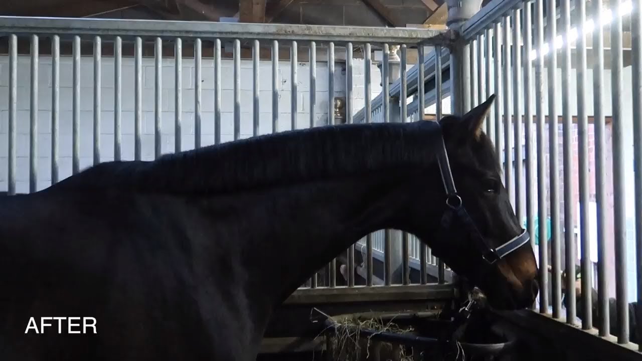 How To Trim A Horse'S Mane | Otd Grooming Gossip