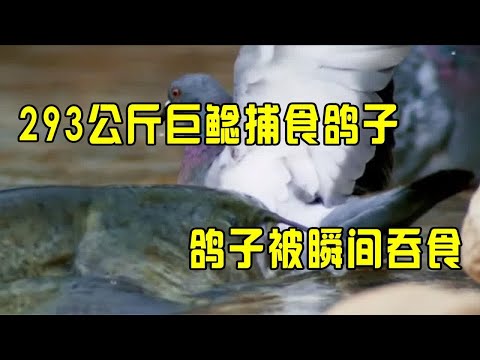 293公斤巨型鲶鱼捕食鸽子，鸽子来不及逃跑，被瞬间吞食