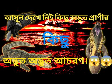 ভিডিও: কিছু অদ্ভুত বৈশিষ্ট্য কি?