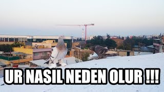 Güvercinlerde Neden UR Olur ? Tedavisi Nasıldır ?