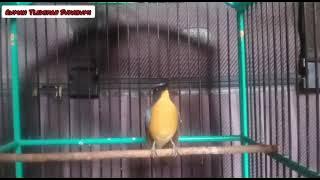 Tledekan Gunung Gacor / Anis Binbin / Cacing Awi