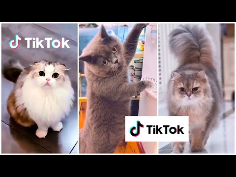 KUMPULAN KUCING LUCU, GEMESIN, GEMOY, BIKIN NGAKAK | Kumpulan Video Tiktok Kucing Lucu Menggemaskan