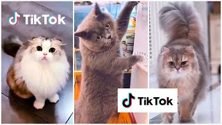 KUMPULAN KUCING LUCU, GEMESIN, GEMOY, BIKIN NGAKAK | Kumpulan Video Tiktok Kucing Lucu Menggemaskan