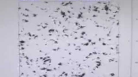 Simulation of Original Vicsek Algorithm