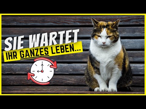 Video: So Verhelfen Sie Ihrer Katze Zu Einem Langen, Gesunden Leben - Wie Lange Leben Katzen?