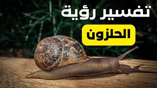 كل ما يتعلق برؤية الحلزون في المنام | قناة الرمح