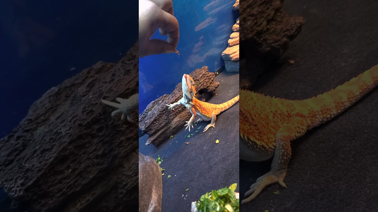 Bearded Dragon jumping for food. YouTube