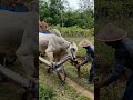 Pemasangan Gerobak Sapi #ruralliving #travel #nature #andong