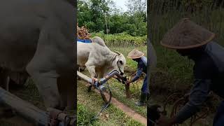 Pemasangan Gerobak Sapi #ruralliving #travel #nature #andong