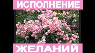 Техника исполнения желаний | Мощная медитация исполнение желаний | Практика энергетического двойника