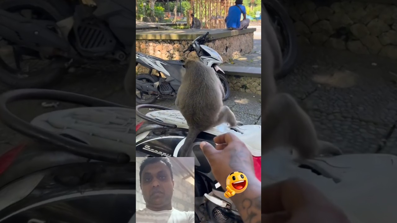Crazy Monkey Funny Moments Compilation🤣😄#funnymonkey #youtubeshorts #monkeychallenge