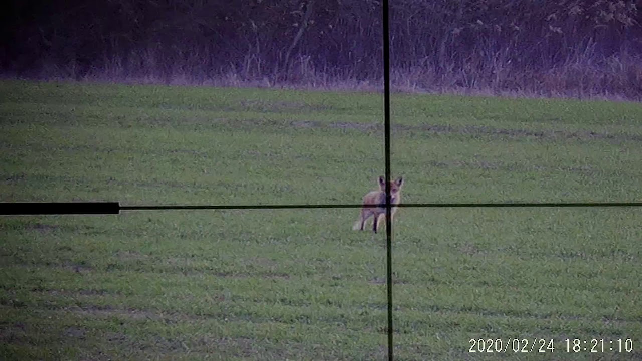 Kochada olib ketish (videoni tomosha qiling)