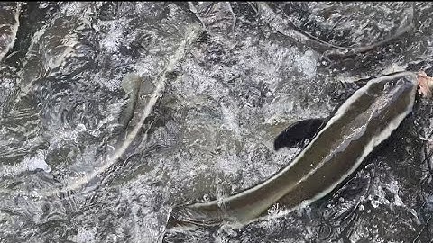 Câu cá và trải nghiệm nghề nuôi cá bóp lòng bè ở rừng sác cần giờ...