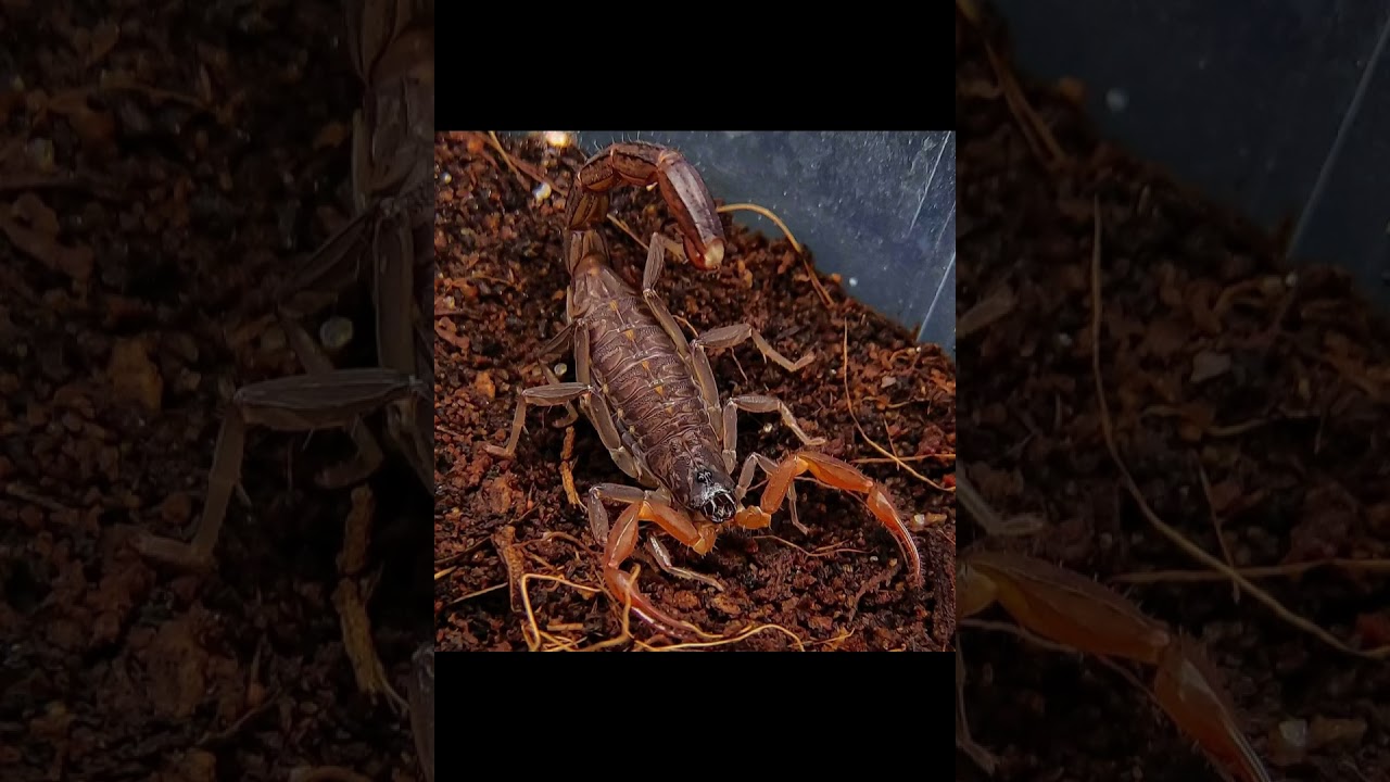 Индийский партеногенетический скорпион