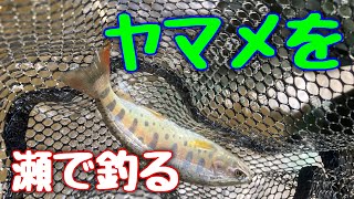 暑い日、ヤマメを瀬で釣る