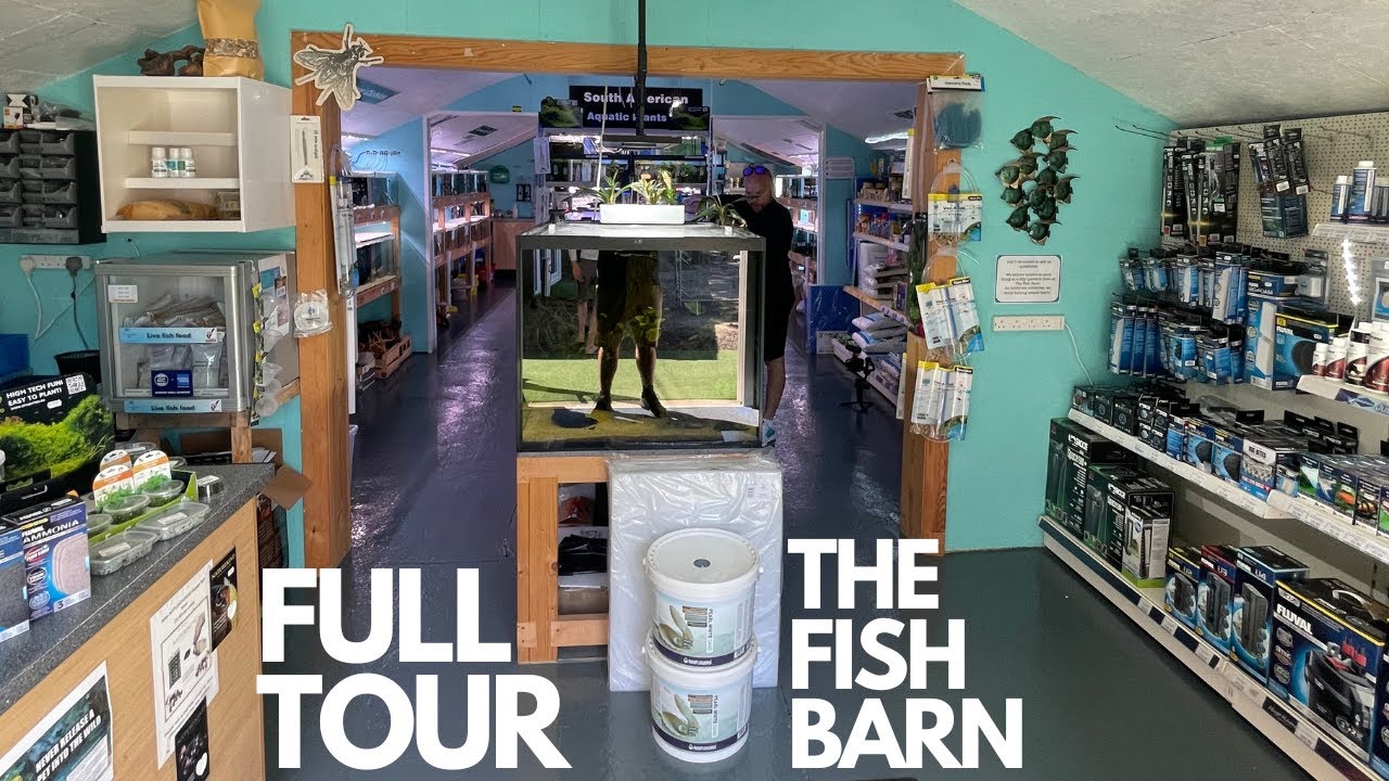 FISH SHOP TOUR AT THE FISH BARN (CRAWLEY) YouTube