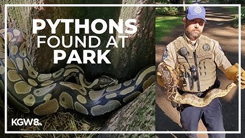 8 python snakes captured in Washington state park