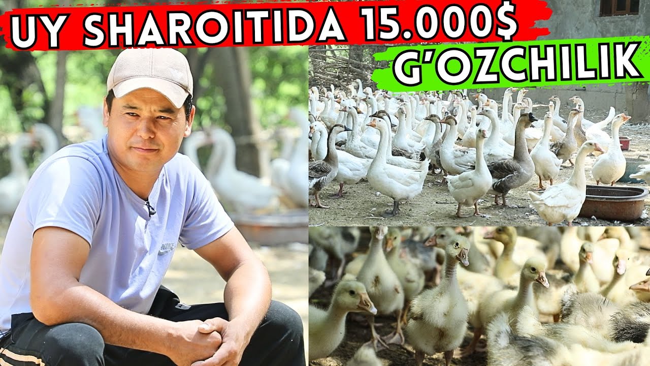 #2025 UY SHAROITIDA PARRANDACHILIK BIZNESI | OYIGA 1500$ DAROMAD | G'OZ BOQISH SIRLARI