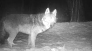 Coyote grabs a snack