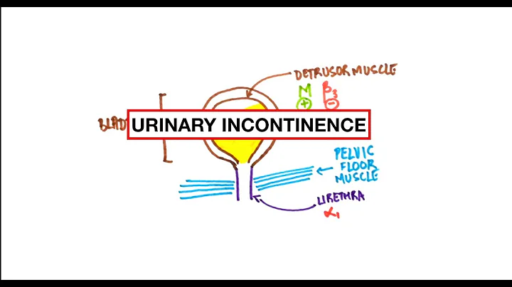Urinary Incontinence - Stress, Urge, Overflow: Pathophysiology, Clinical correlation | USMLE | MCQs - DayDayNews