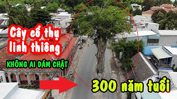 Cây Dầu 300 Tuổi Linh Thiêng Không Ai Dám Chặt Ở BA CHÚC | PHONG BỤI
