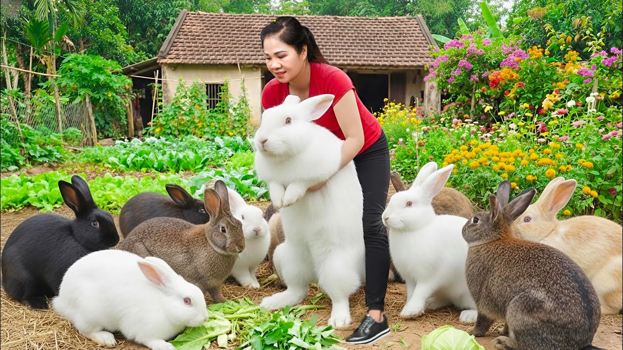 Harvesting Giant Jade Rabbit & Go to Market Sell | The most beautiful rabbit breed in the world