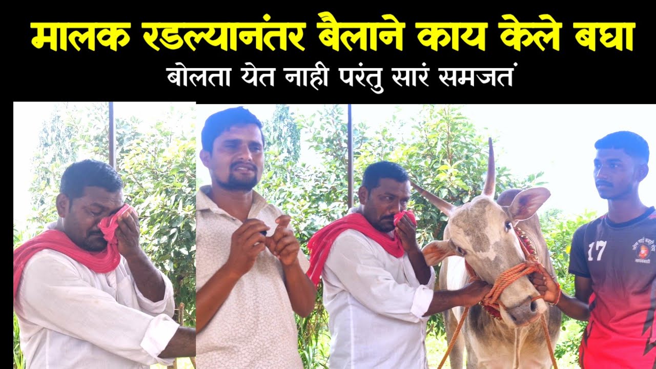 मालक रडायला लागल्यानंतर बैलाचे हावभाव बघा+919356600835