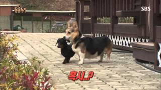 20131117 TV동물농장(다시보기) #2(6)