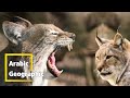 الوشق او القط البري lynx | الحيوانات والحياة البرية