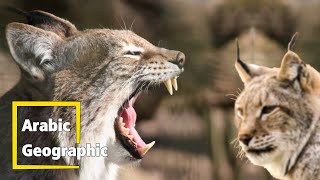 الوشق او القط البري lynx | الحيوانات والحياة البرية