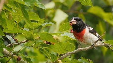 College Takes Action to Stop Bird Collisions