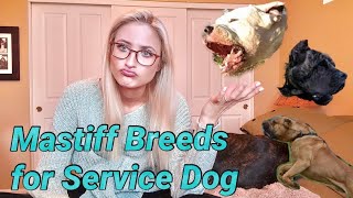 Top 3 Mastiff Breeds For Service Dog Work | Molosser Monday #2 - Youtube