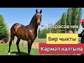 красавчик КИМДИКИ болот 🔥ӨРТ кунан Маданиятта