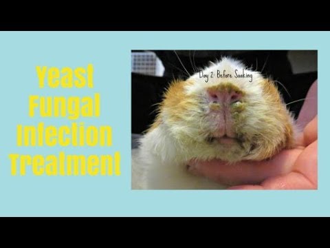 Yeast Fungal Infection: Guinea Pig Treatment - YouTube