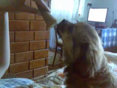 Ice cream for dogs/Мороженое для собак