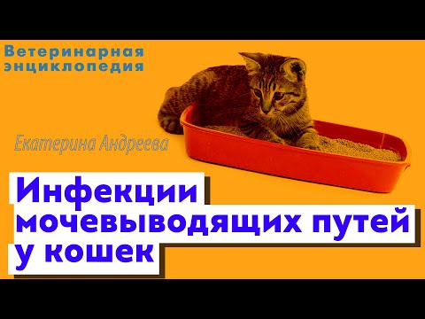 Видео: Инфекция мочевых путей у кошек: признаки и лечение