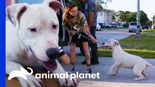 Rescuing A Deaf Pit Bull Caught By A Good Samaritan | Pit Bulls & Parolees